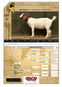 1X BOER GOAT FLOCK PREGNANT DOE RAASBLAAR BOERBOKSTOET