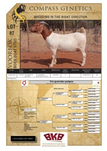 1X BOER GOAT STUD PREGNANT DOE VOORBOK BOER GOAT STUD