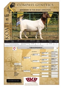 1X BOER GOAT STUD PREGNANT DOE KOATI BOER GOAT STUD