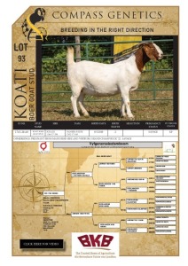 1X BOER GOAT FLOCK DOE KOATI BOER GOAT STUD