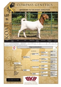 1X BOER GOAT FLOCK PREGNANT DOE KOATI BOER GOAT STUD