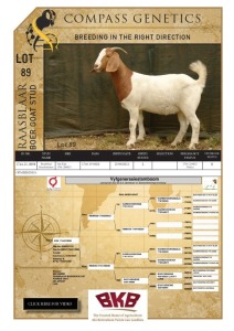 1X BOER GOAT FLOCK DOE RAASBLAAR BOERBOKSTOET