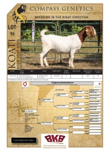 1X BOER GOAT STUD PREGNANT DOE KOATI BOER GOAT STUD