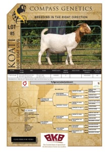 1X BOER GOAT FLOCK PREGNANT DOE KOATI BOER GOAT STUD