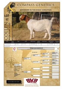 WITHDRAWN -1X BOER GOAT DOE COLLEN BOER GOAT STUD