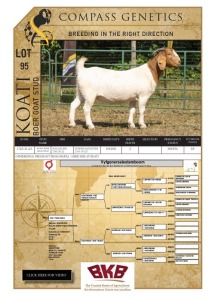 1X BOER GOAT STUD DOE KOATI BOER GOAT STUD