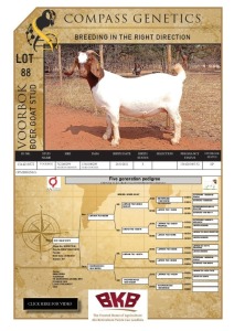 WITHDRAWN -1X BOER GOAT DOE VOORBOK BOER GOAT STUD