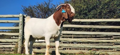 1X BOER GOAT FLOCK BUCK SHONGOLOLO BOERBOK STOET 1563