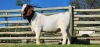 1X BOER GOAT FLOCK BUCK SHONGOLOLO BOERBOK STOET 1563 - 2