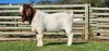 1X BOER GOAT FLOCK BUCK SHONGOLOLO BOERBOK STOET 1563