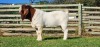 1X BOER GOAT FLOCK BUCK SHONGOLOLO BOERBOK STOET 1563 - 2