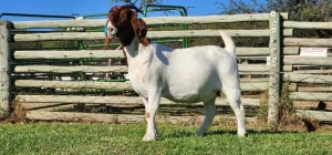 1X BOER GOAT FLOCK - TEET DOE SHONGOLOLO BOERBOK STOET 1563