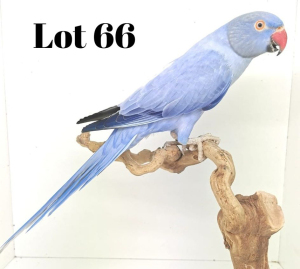 0-1 '19 Ringneck: Violet Blue Opaline/cleartail - Chris Jacobs