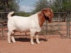 WITHDRAWN - 1X BOER GOAT BUCK VOORBOK BOER GOAT STUD - 2