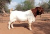 1X BOER GOAT FLOCK BUCK VOORBOK BOER GOAT STUD - 2