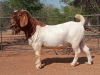 1X BOER GOAT FLOCK BUCK VOORBOK BOER GOAT STUD - 2