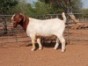 1X BOER GOAT FLOCK BUCK VOORBOK BOER GOAT STUD - 2