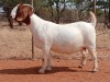 1X BOER GOAT STUD PREGNANT DOE VOORBOK BOER GOAT STUD - 2