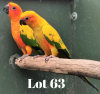 1-1 '20 Conure: Sun: Normal x Normal - Fanie Klopper