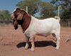 1X BOER GOAT FLOCK BUCK VOORBOK BOER GOAT STUD - 2