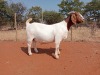 1X BOER GOAT STUD PREGNANT DOE VOORBOK BOER GOAT STUD - 2