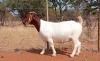 1X BOER GOAT STUDPREGNANT DOE VOORBOK BOER GOAT STUD - 2