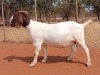 1X BOER GOAT FLOCK PREGNANT DOE VOORBOK BOER GOAT STUD - 2