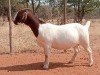 1X BOER GOAT FLOCK PREGNANT DOE VOORBOK BOER GOAT STUD - 2