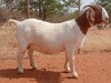 1X BOER GOAT FLOCK PREGNANT DOE VOORBOK BOER GOAT STUD - 2