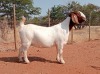 1X BOER GOAT FLOCK PREGNANT DOE VOORBOK BOER GOAT STUD - 2