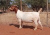 1X BOER GOAT STUD PREGNANT DOE VOORBOK BOER GOAT STUD - 2