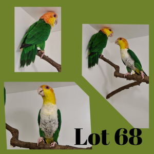 1-1 '19/'18 Caique: White-bellied: Green-thighed x Green-thighed - Hugo Niebuhr