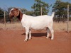 1X BOER GOAT STUD PREGNANT DOE VOORBOK BOER GOAT STUD - 2