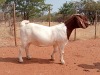 1X BOER GOAT FLOCK PREGNANT DOE VOORBOK BOER GOAT STUD - 2