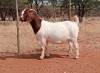 1X BOER GOAT FLOCK PREGNANT DOE VOORBOK BOER GOAT STUD - 2