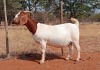 1X BOER GOAT FLOCK PREGNANT DOE VOORBOK BOER GOAT STUD - 2