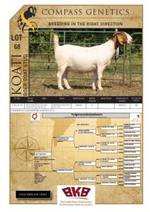 1X BOER GOAT STUD PREGNANT DOE KOATI BOER GOAT STUD