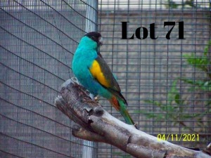1-0 '18 Hooded Parakeet: Normal - Charl Joubert