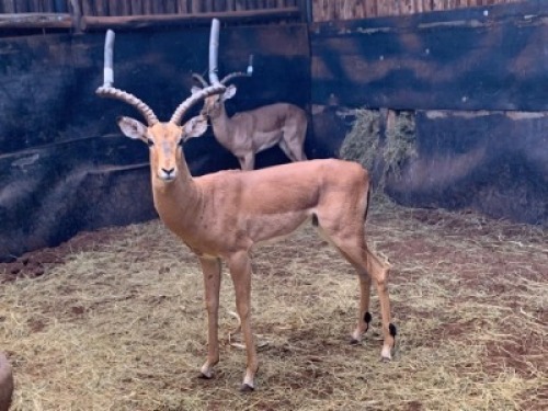 2X Rooibok 24" M:2 Matlabas Reserve (Per Piece to take the lot)
