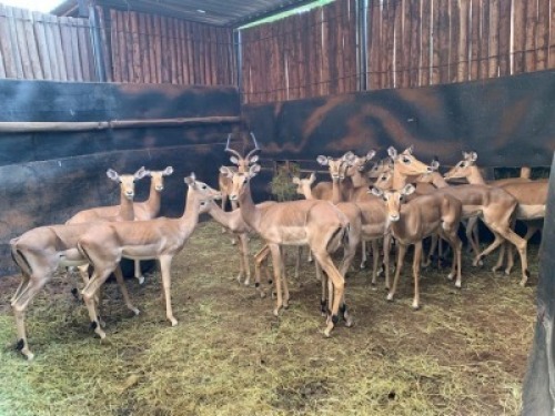 18X Rooibok M:5 V/F:13 Matlabas Reserve (Per Piece to take the lot)