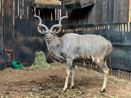 1X Koedoe L= 55" R= 54 1/2" M:1 Matlabas Reserve