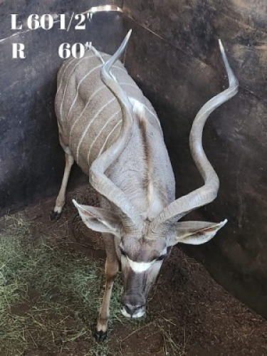 1X Koedoe L= 60 1/2" R= 60" M:1 Matlabas Reserve