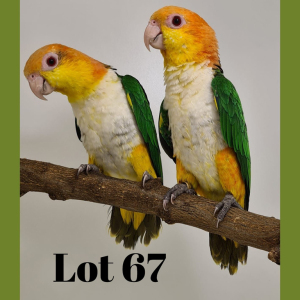 1-1 '19 Caique: White-bellied: Normal x Normal - Hugo Niebuhr