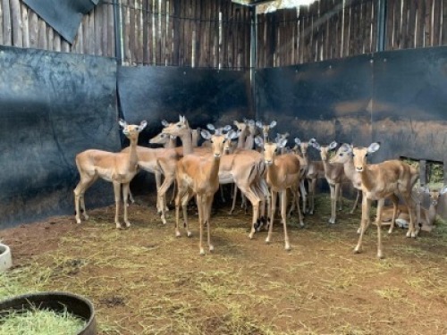 21X Rooibok M:2 V/F:19 Matlabas Reserve (Per Piece to take the lot)