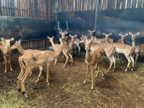 21X Rooibok M:2 V/F:19 Matlabas Reserve (Per Piece to take the lot)