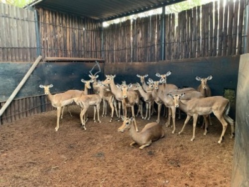 18X Rooibok M:3 15 Matlabas Reserve (Per Piece to take the lot)