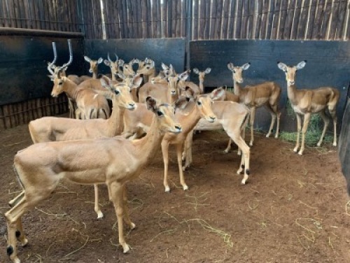 17X Rooibok M:3 V/F:14 Matlabas Reserve (Per Piece to take the lot)