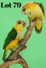 1-1 '20 Caique: White-bellied: Normal x Normal - Piet Jacobs