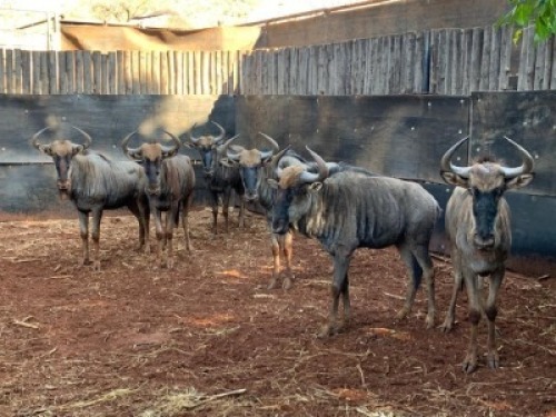 7X Blouwildebees M:7 Matlabas Reserve (Per Piece to take the lot)