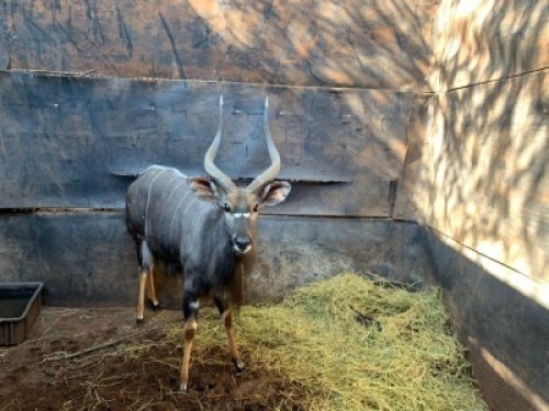 1X Njala 26 1/2" M:1 Matlabas Reserve